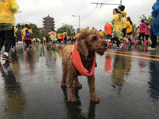 再跑汉马的狗子———记四毛的第22场马拉松