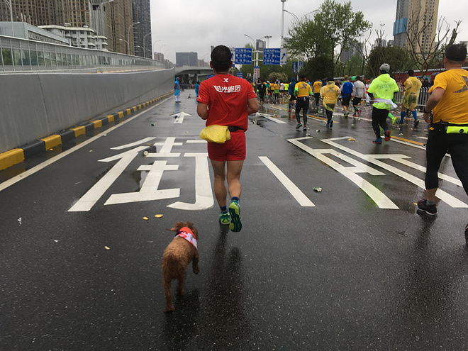 再跑汉马的狗子———记四毛的第22场马拉松