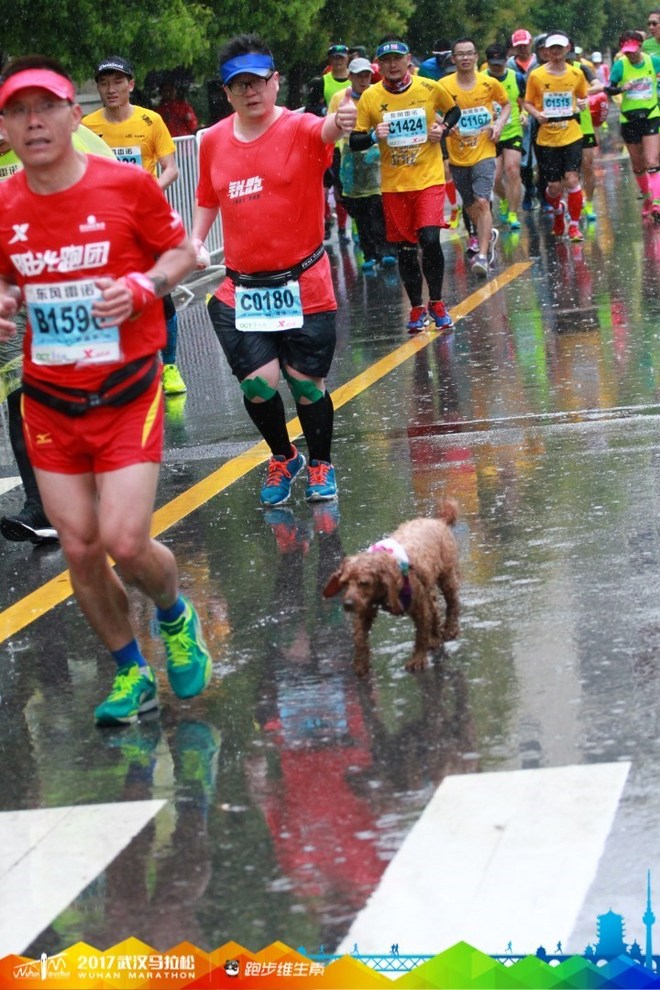 再跑汉马的狗子———记四毛的第22场马拉松