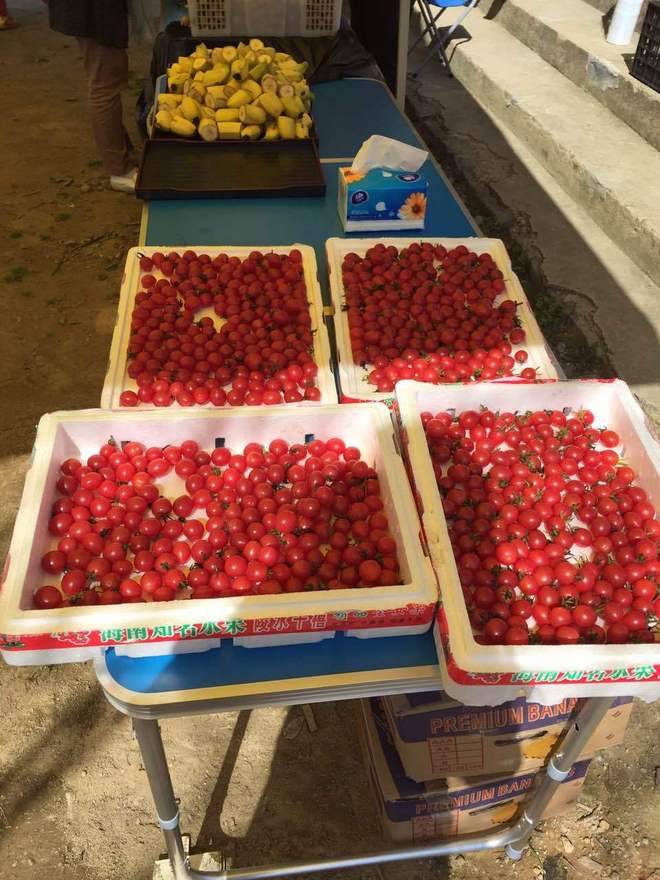 四明山，樱花海棠开，观赤霞远燃沧海