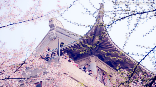 “汉马”许你三生三世，“跑者”不离十里樱花