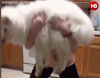 热点 | 不举铁改举狗 你们外国人真会玩