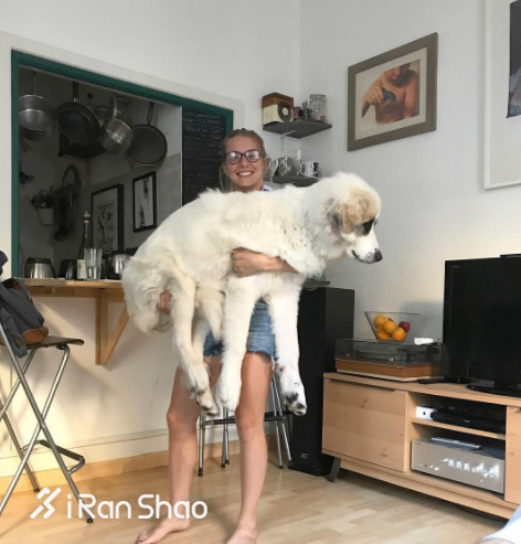 热点 | 不举铁改举狗 你们外国人真会玩