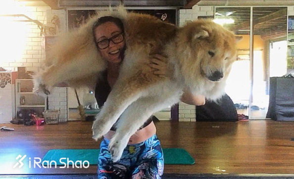 热点 | 不举铁改举狗 你们外国人真会玩