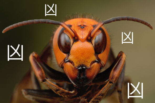 深度 | Runner VS Animal 遇见你就跑