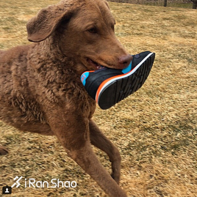 热点 | 没有虐狗的爱情故事 说说狗狗和主人的那些事