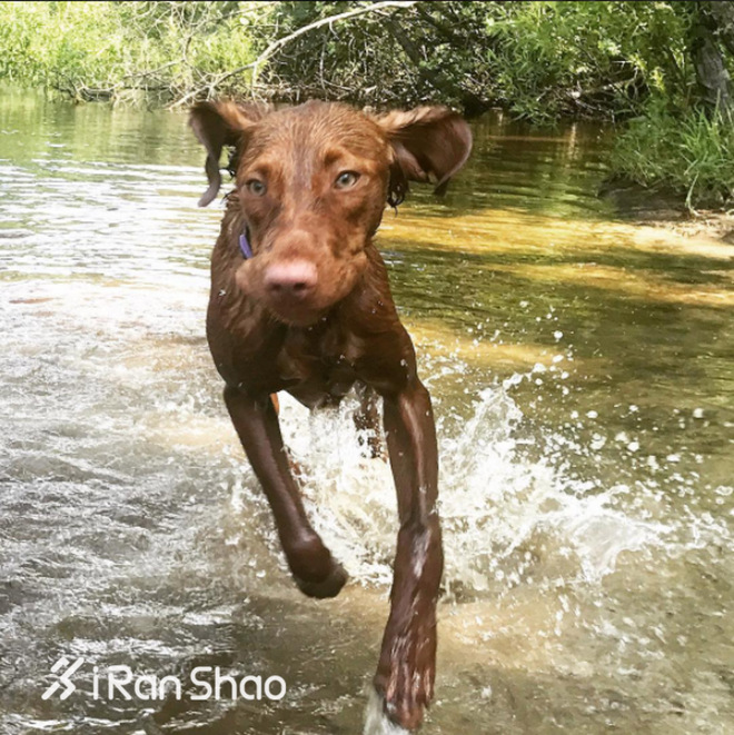 热点 | 没有虐狗的爱情故事 说说狗狗和主人的那些事