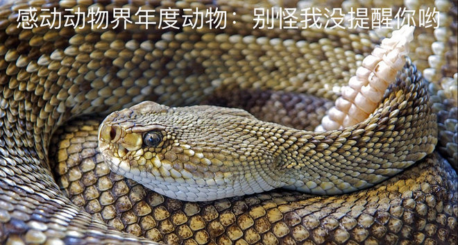 深度 | Runner VS Animal 遇见你就跑