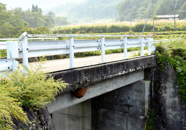 深度 | Runner VS Animal 遇见你就跑