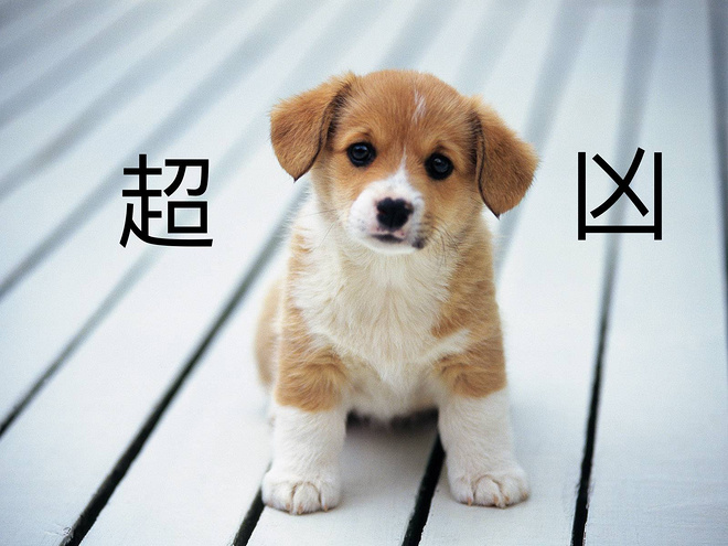 深度 | Runner VS Animal 遇见你就跑