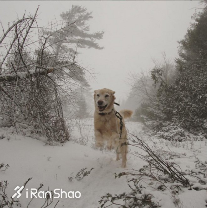 热点 | 没有虐狗的爱情故事 说说狗狗和主人的那些事