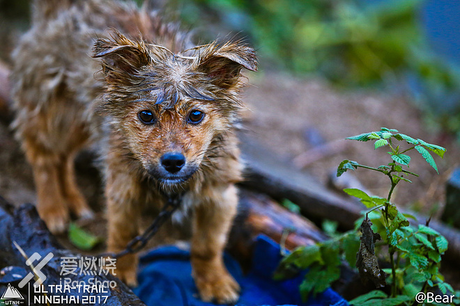 独狼复仇，奋战3次，终于吃鸡 —— 2017UTNH战记