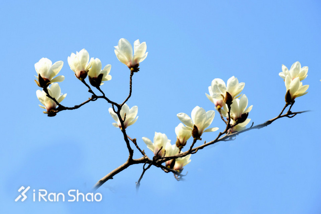 开箱 | Saucony Freedom ISO “上海”限定款 脚踩白玉兰去PB