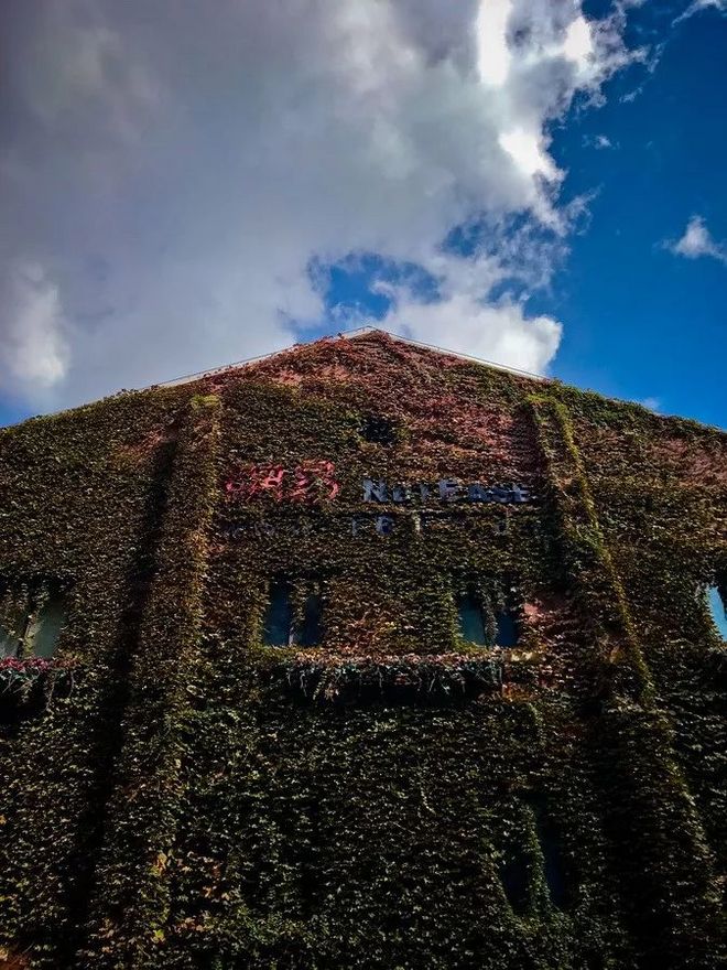 霞飞路的梧桐时光——上马城记