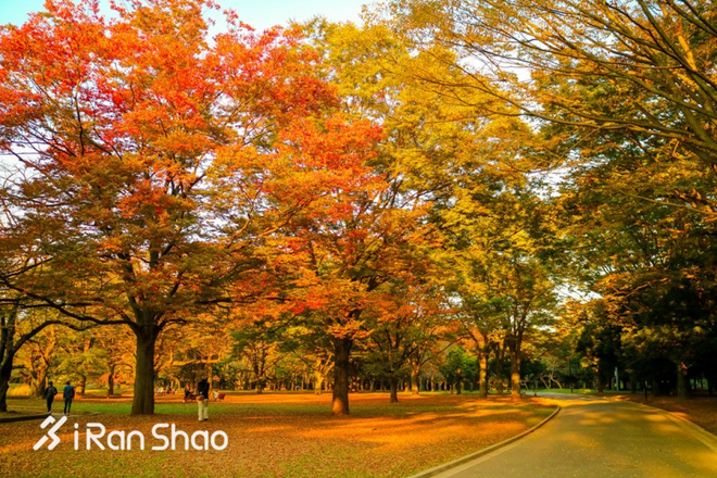 TopX | 备战世界上最好的马拉松 「一个人去跑步」丈量东京