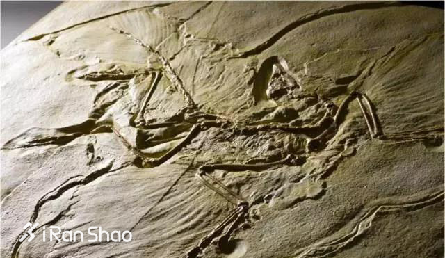 Weekly Gear | 一只涅槃重生的鸟 说一说户外新贵ARC'TERYX