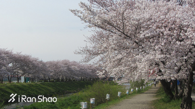 TopX | 备战世界上最好的马拉松 「一个人去跑步」丈量东京