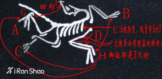 Weekly Gear | 一只涅槃重生的鸟 说一说户外新贵ARC'TERYX