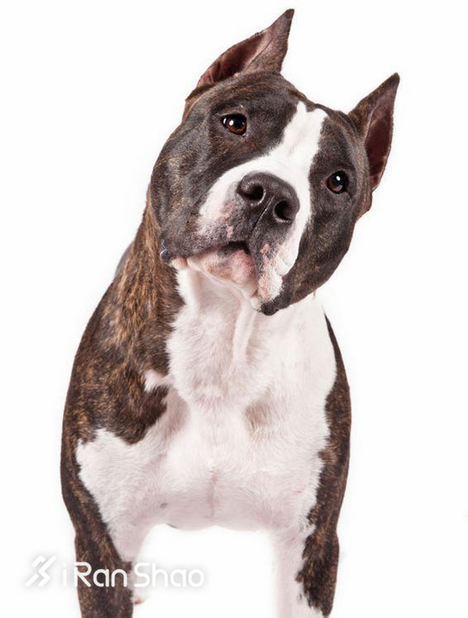 冷知识 | 哪些狗狗适合陪主人跑步？