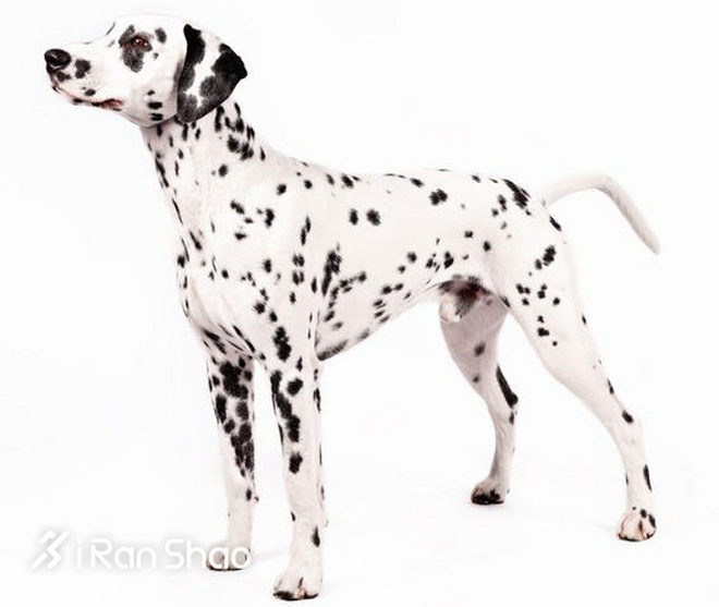 冷知识 | 哪些狗狗适合陪主人跑步？