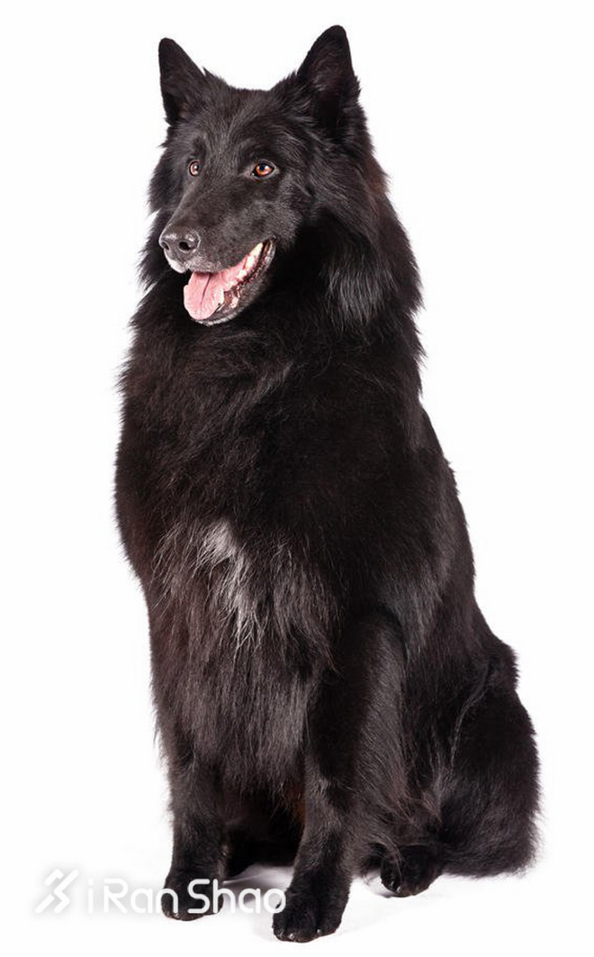 冷知识 | 哪些狗狗适合陪主人跑步？