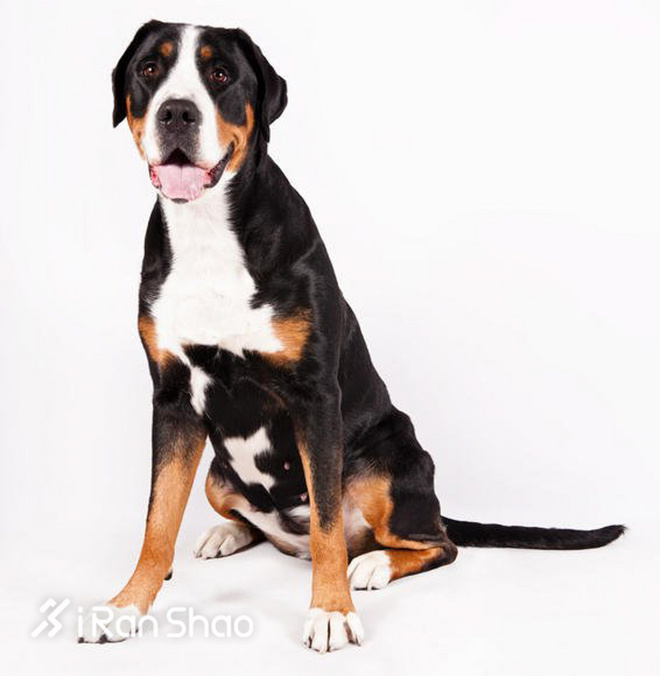 冷知识 | 哪些狗狗适合陪主人跑步？