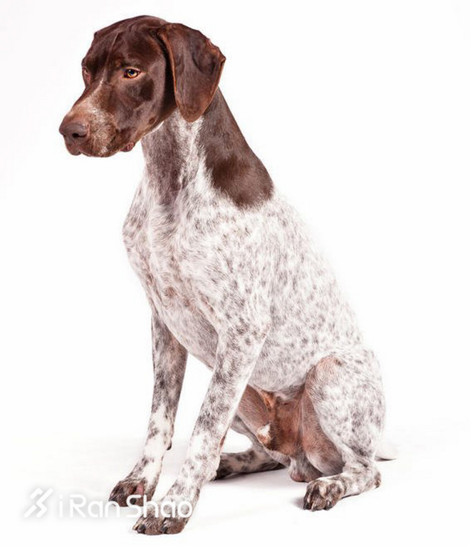 冷知识 | 哪些狗狗适合陪主人跑步？