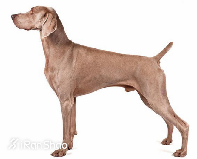 冷知识 | 哪些狗狗适合陪主人跑步？