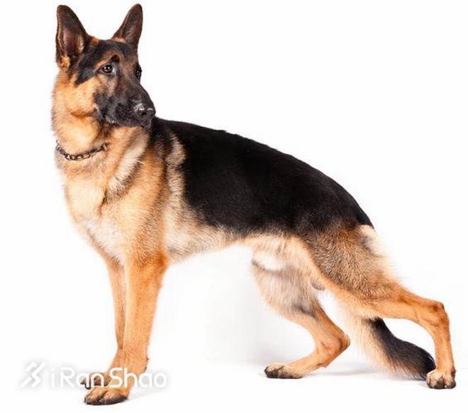 冷知识 | 哪些狗狗适合陪主人跑步？