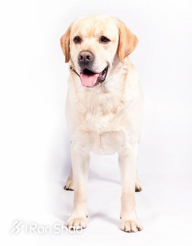 冷知识 | 哪些狗狗适合陪主人跑步？