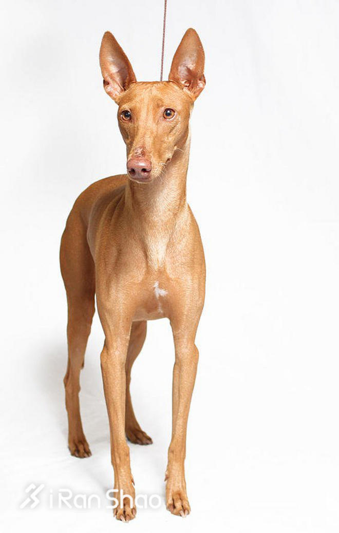 冷知识 | 哪些狗狗适合陪主人跑步？