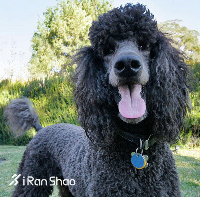 冷知识 | 哪些狗狗适合陪主人跑步？