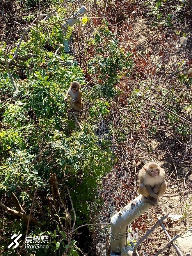 香港除了仙界人界还有新界—记2018.1.13穿越新界TRANSNT越野赛