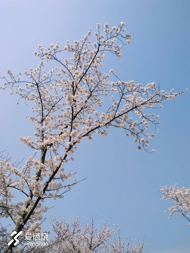 蠡湖缘·樱花马 ——锡马“破四”记