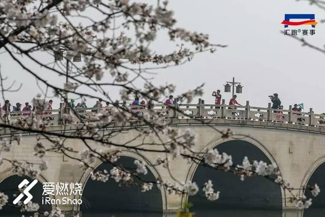 蠡湖缘·樱花马 ——锡马“破四”记
