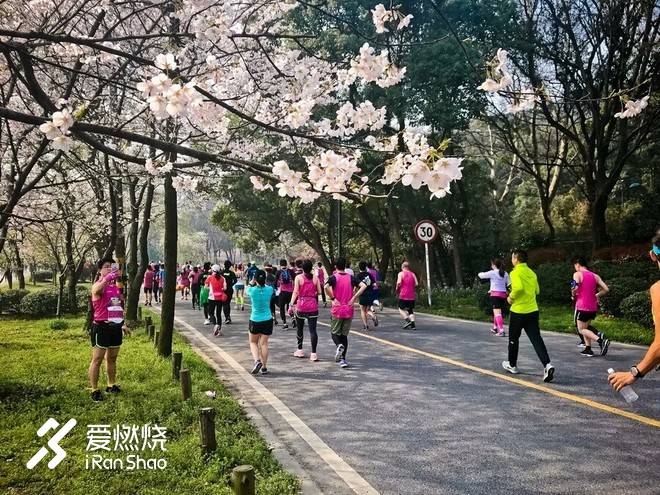 蠡湖缘·樱花马 ——锡马“破四”记