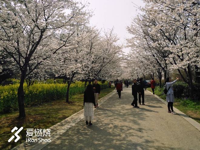 蠡湖缘·樱花马 ——锡马“破四”记