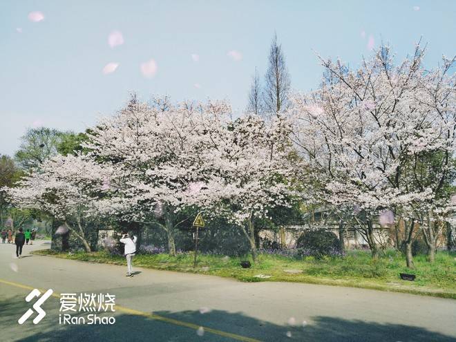 蠡湖缘·樱花马 ——锡马“破四”记