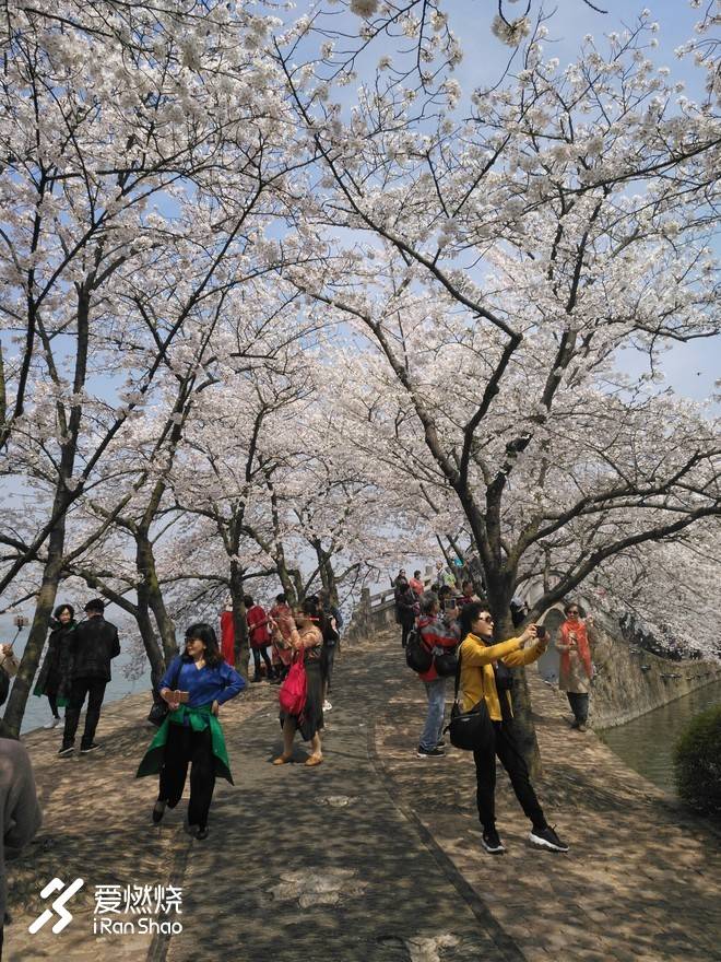 蠡湖缘·樱花马 ——锡马“破四”记