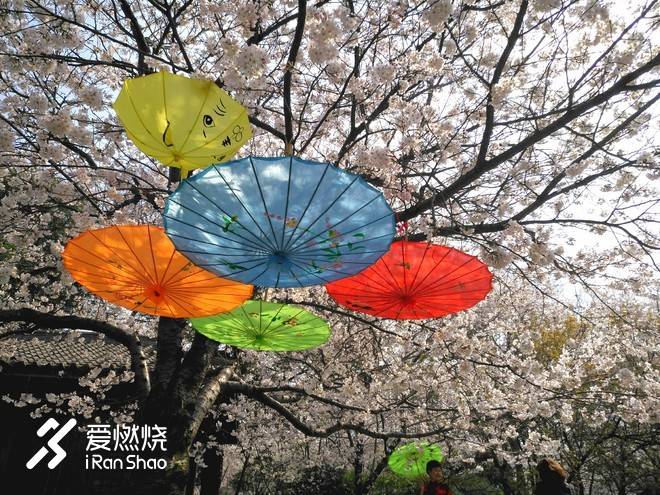 蠡湖缘·樱花马 ——锡马“破四”记