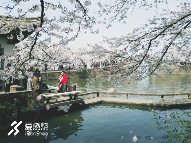 蠡湖缘·樱花马 ——锡马“破四”记