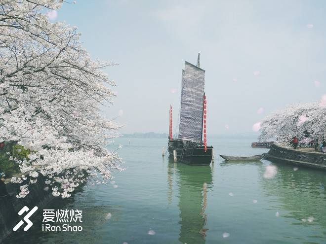 蠡湖缘·樱花马 ——锡马“破四”记