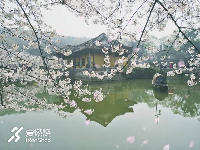 蠡湖缘·樱花马 ——锡马“破四”记