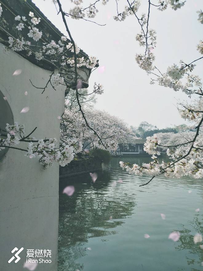 蠡湖缘·樱花马 ——锡马“破四”记