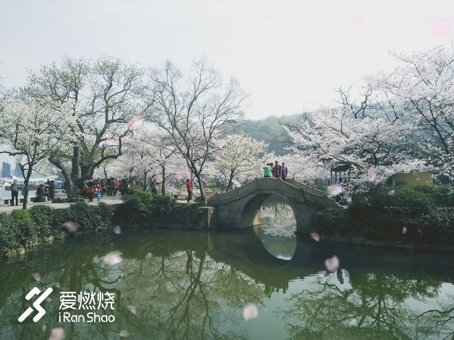 蠡湖缘·樱花马 ——锡马“破四”记