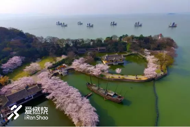 蠡湖缘·樱花马 ——锡马“破四”记