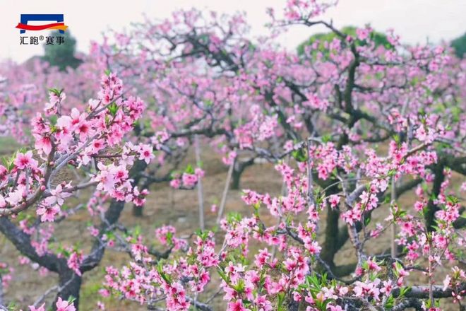 现场 | 共赴“桃花之约”，2018万科阳山半程马拉松鸣枪开赛
