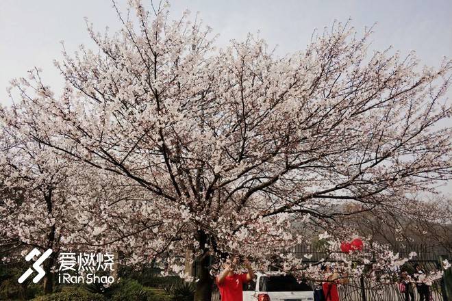 飘落的“三月雪”｜樱花树下绽放——武汉，无锡三马笔记