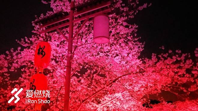 飘落的“三月雪”｜樱花树下绽放——武汉，无锡三马笔记