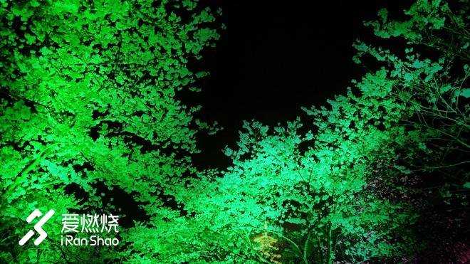 飘落的“三月雪”｜樱花树下绽放——武汉，无锡三马笔记